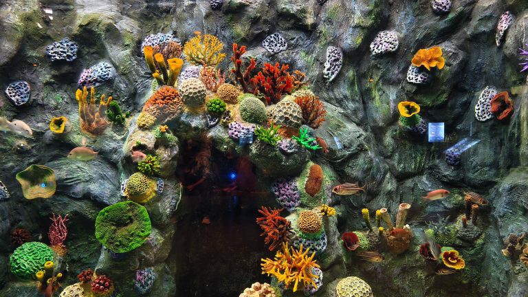 A colorful coral reef aquarium showcasing diverse marine life and vibrant corals. Un aquarium de récif corallien coloré mettant en vedette une vie marine diversifiée et des coraux vibrants.