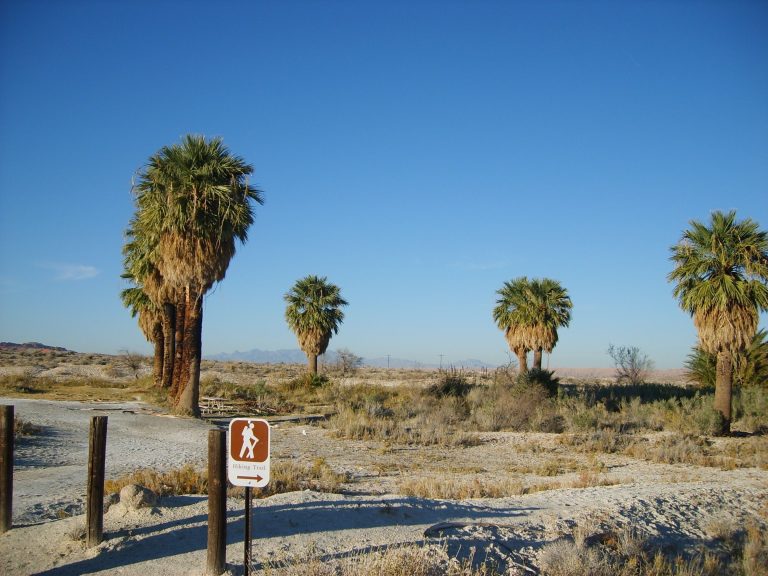 Explore arid landscapes with palm trees and hiking trails under sunny blue skies. Explorez les paysages arides avec des palmiers et des sentiers de randonnée sous un ciel bleu ensoleillé.