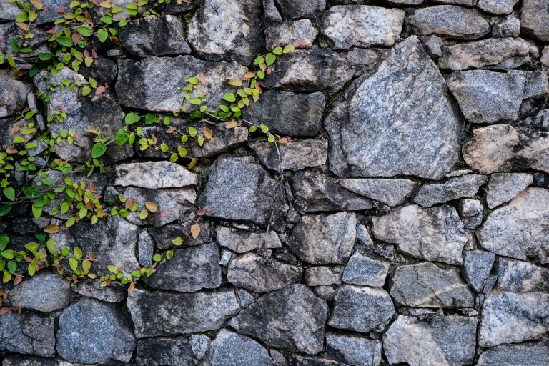 Close-up of a rustic stone wall overgrown with vibrant green vine leaves. Gros plan d'un mur de pierre rustique envahi par des feuilles de vigne d'un vert vibrant.