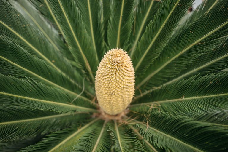 Gros plan sur le cône d'un cycas vert