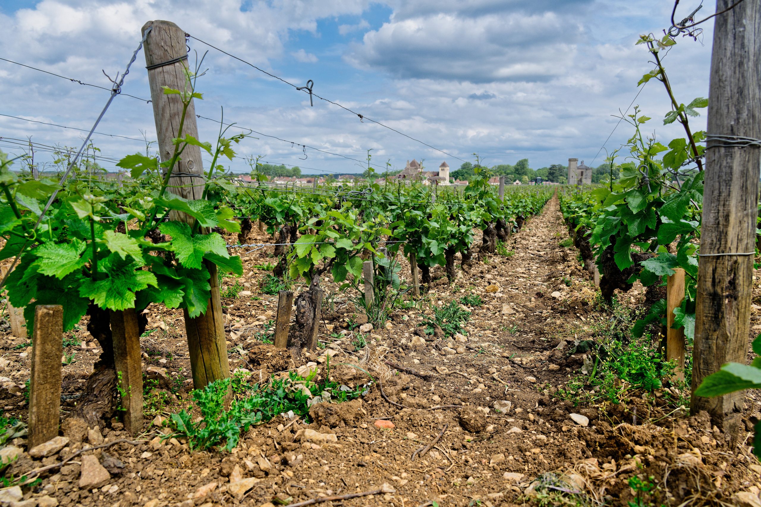 Vignoble de Vougeot en Bourgogne sous ciel nuageux