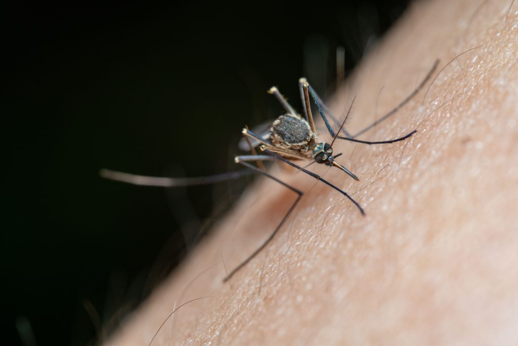 Gros plan macro d'un moustique sur peau humaine