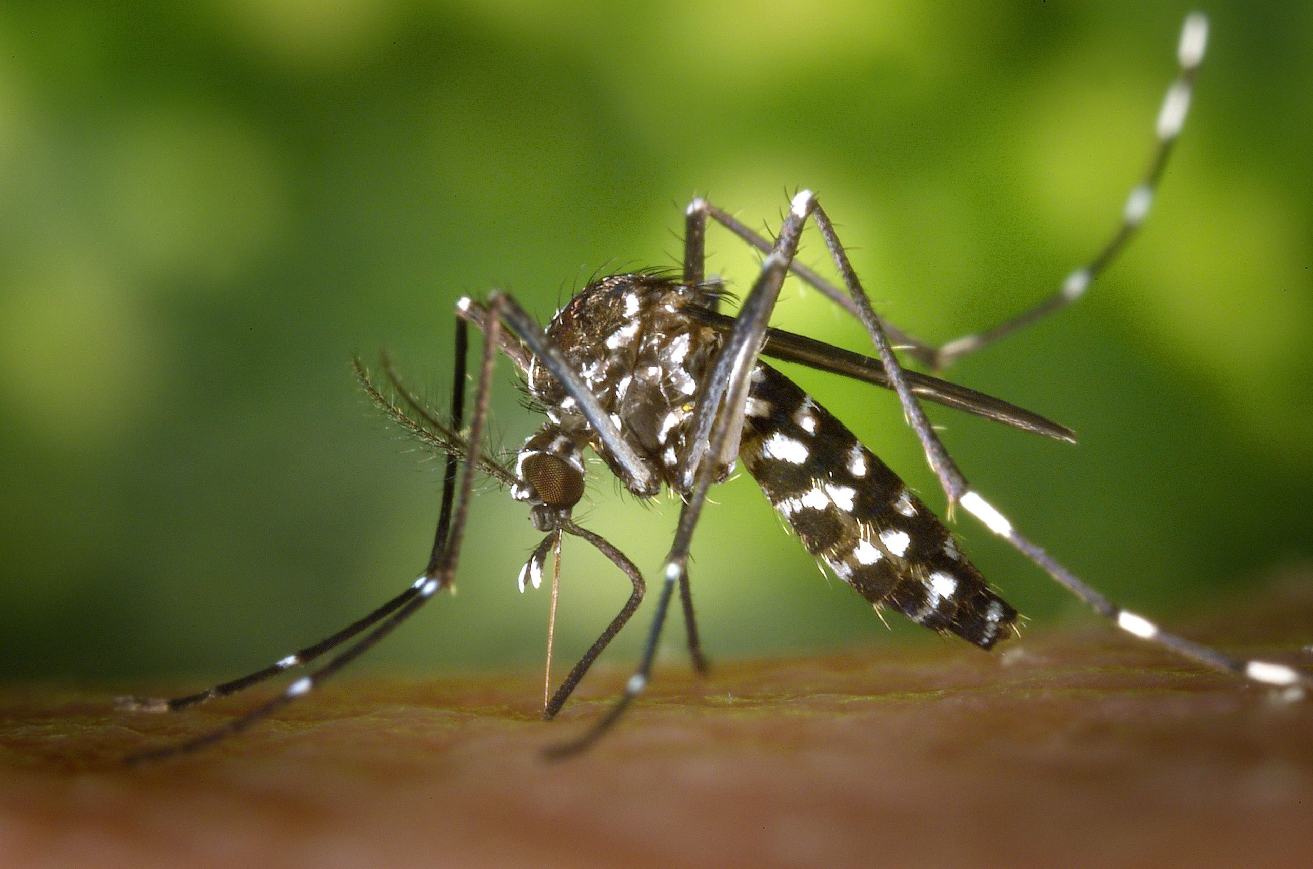 Macro détaillée moustique tigre Aedes albopictus