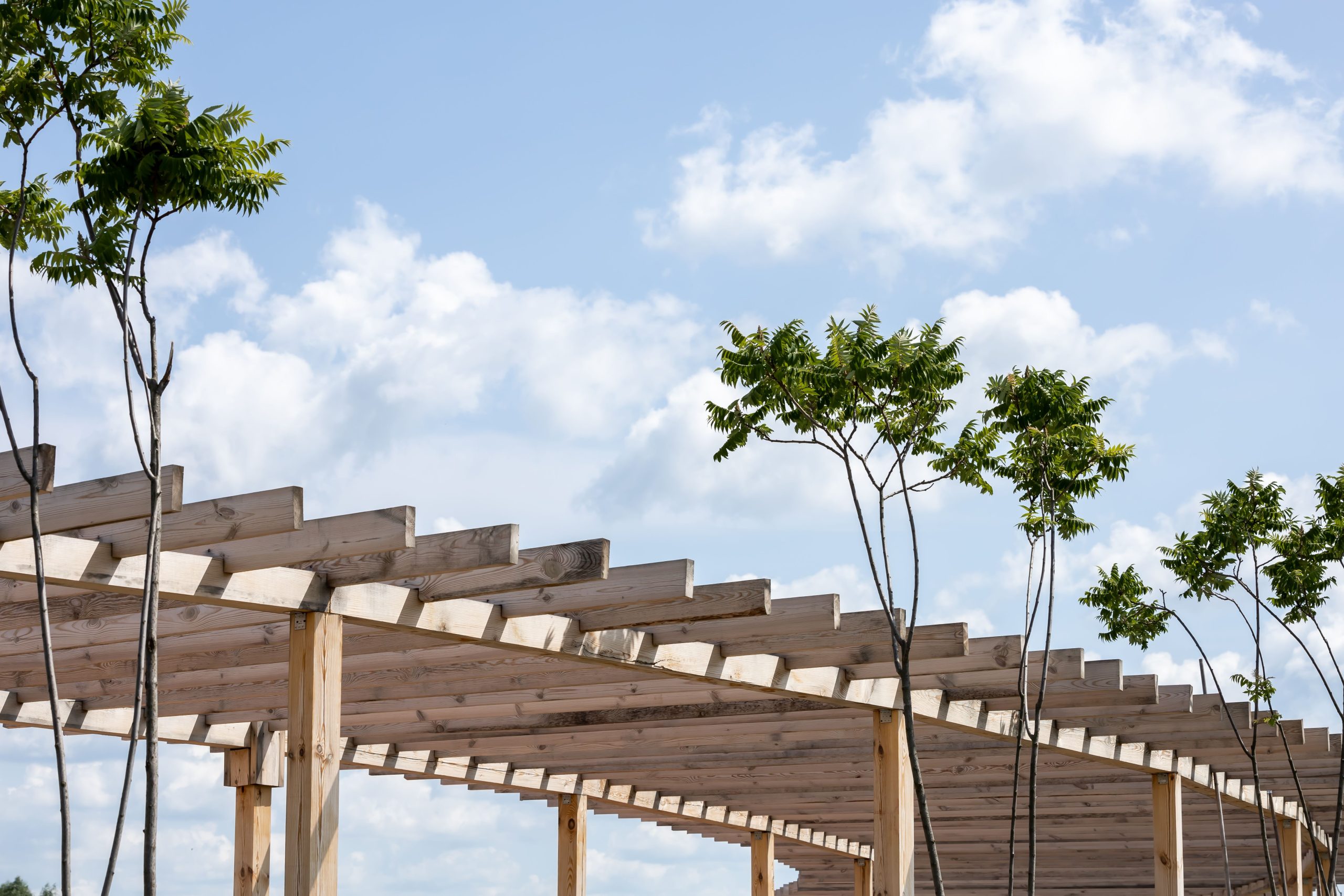 Pergola bois sous ciel bleu avec jeunes arbres élancés