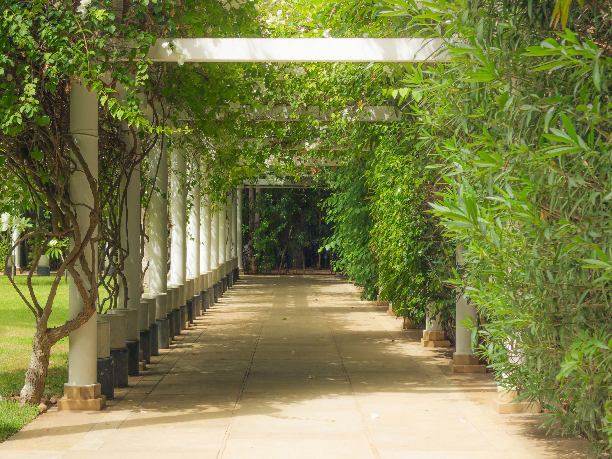 Pergola jardin paisible bordée de feuillage verdoyant